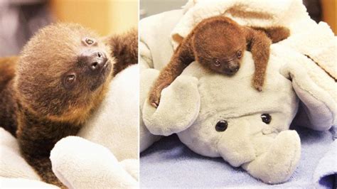 Inside Edition On Twitter A Baby Sloth Cuddles Her Toy Elephant Best