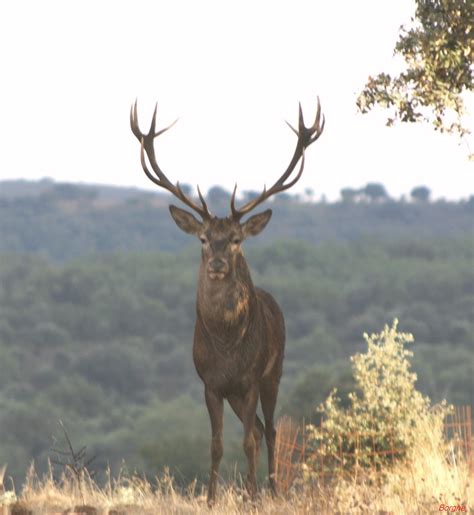 Red Deer The King Of The Spanish Forest Ciervo El Rey Del Bosque