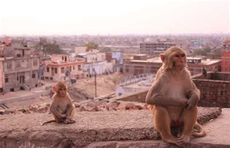 Jaipur Monkey Temple Galta Ji In Jaipur 8 Reviews And 19 Photos