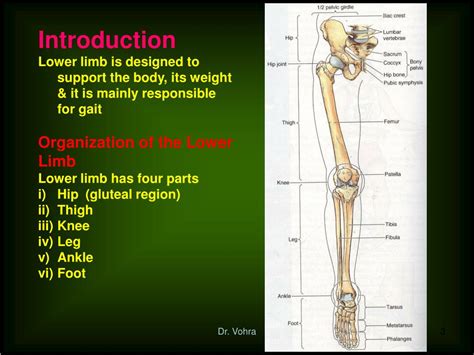 Ppt Lower Limb Powerpoint Presentation Free Download Id2181837