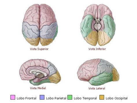 Aula de Anatomia Telencéfalo Lobos cerebrais Anatomia do cérebro