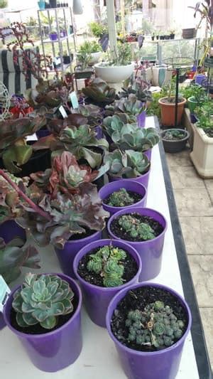 Succulents Perth In Leda Perth Wa Nurseries And Gardening Retailers