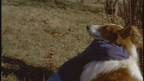 Lassie 1994 90s Films Image 23523197 Fanpop