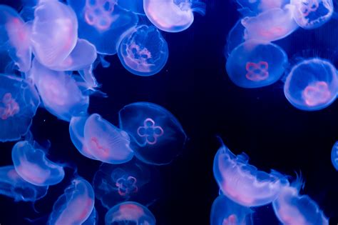 Jellyfish Species Habitat Diet And Other Facts