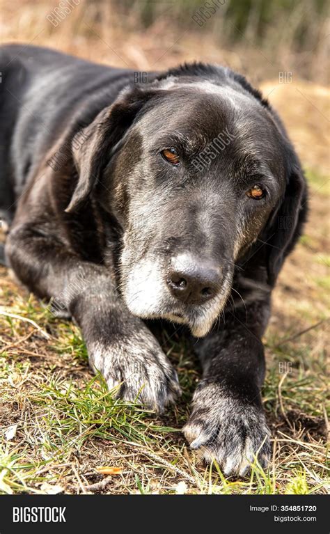 Old Sick Dog Lying On Image And Photo Free Trial Bigstock