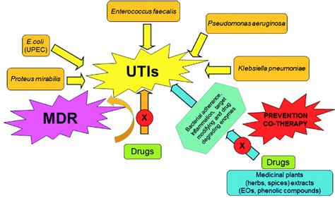 Co Treatment Of Urinary Tract Infections Utis With Drugs And