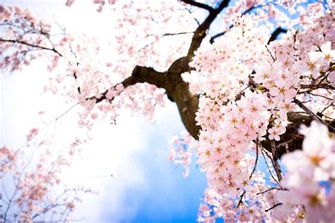 White Cherry Blossom Wallpapers Cherry Blossom Wallpaper Tree