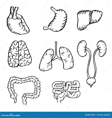 Internal Human Organs Hand Drawn Icons Set Stock Illustration
