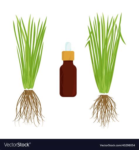 Vetiver Leaves Root Oil Set On A White Royalty Free Vector
