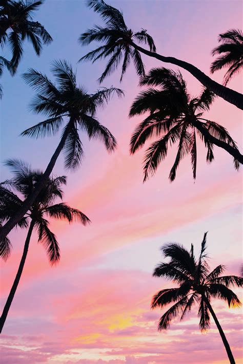 Hd Wallpaper Landscape Palm Trees Sunset Silhouette Tropical