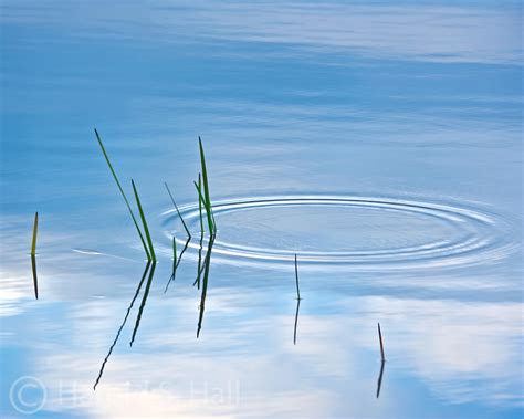 Water Ripples On A Calm Lake Surface Harold Hall Photography
