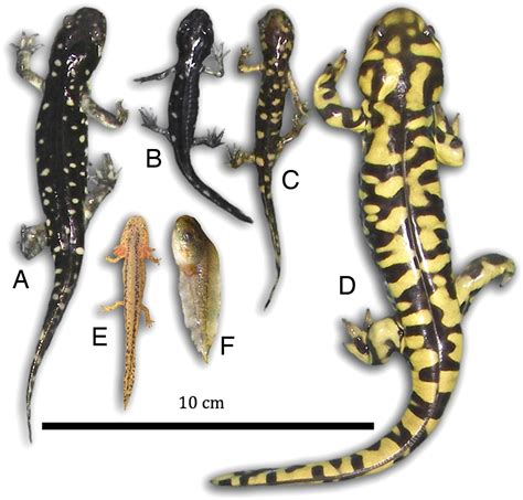 Invasive Hybrid Tiger Salamander Genotypes Impact Native Amphibians Pnas