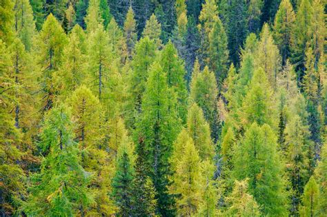 Aerial View Of Green Pine Forest In Dolomites Alps Stock Photo Image