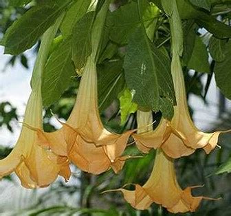 Nama ilmiah bunga terompet emas nama ilmiah tanaman ini adalah allamanda cathartica l. 11 Manfaat Bunga Terompet untuk Kesehatan