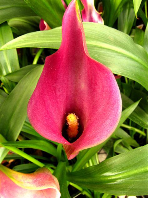 Pink Calla Lily Photograph By Debbie Portwood Fine Art America