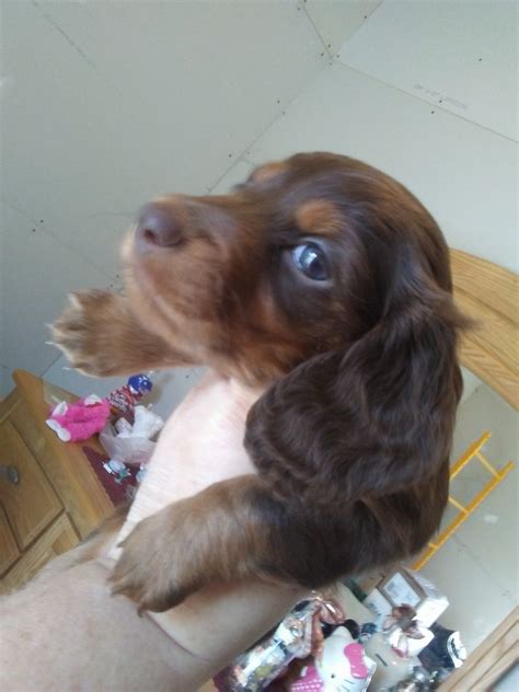 We are a dachshund breeder located in alma, mi. Miniature Dachshund Puppies For Sale | West Branch, MI #315865