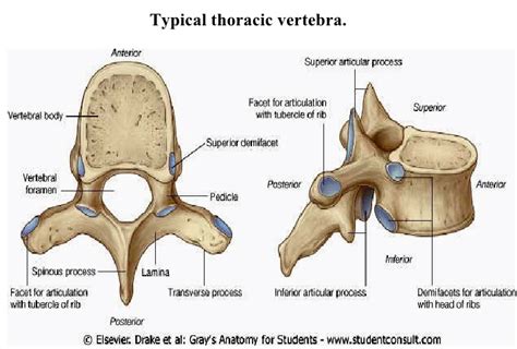 Anatomy Of Thoracic Vertebrae