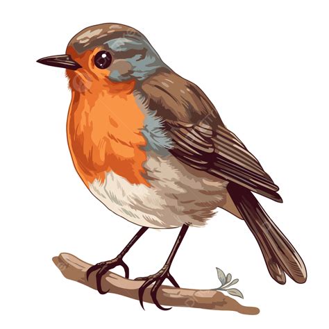Robin Bird Sticker Clipart Beautiful Robin Cartoon Vector Illustration