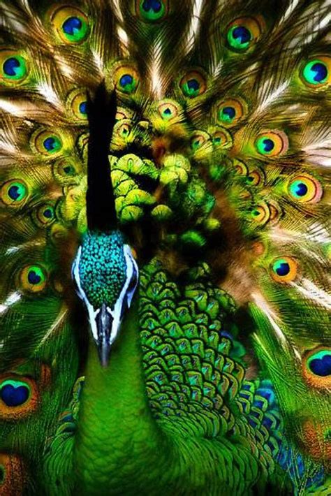 Peacock (peafowl) - the most beautiful bird | DinoAnimals.com
