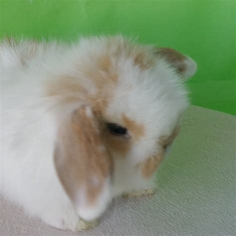 Holland Lop Rabbits For Sale Los Angeles Ca 293697