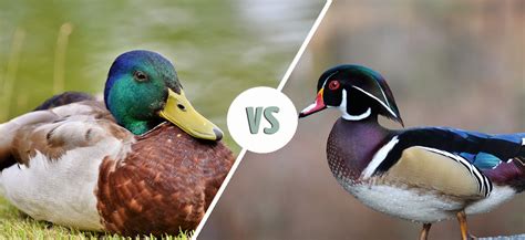 Wood Duck Vs Mallard How Are They Different Optics Mag