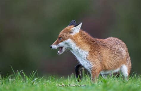 Fox A Photo On Flickriver