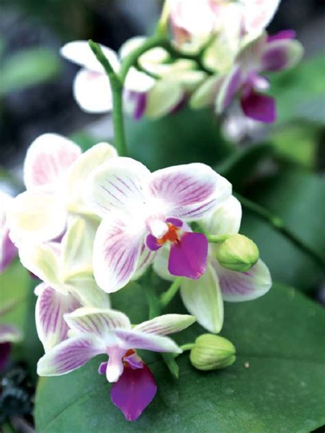 Check spelling or type a new query. Terapi orkid | Harian Metro