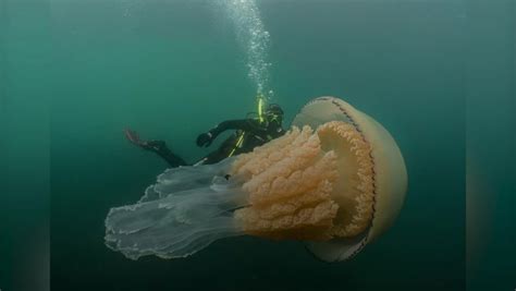 Cornwall Divers Spot Giant Jellyfish As Big As A Human Cornwall Live