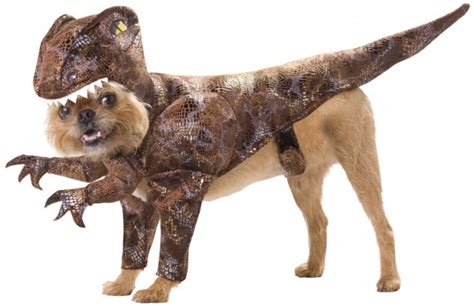 These 30 Halloween Dog Costumes Will Put A Smile On Your Face Buzzdog