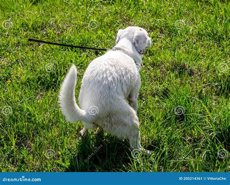 Young White Dog Pooping On The Grass In The Park Back View Stock Image