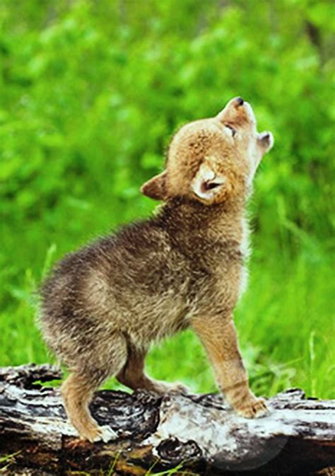 Baby Wolf Cry Cute Animals Cute Baby Animals Baby Animals