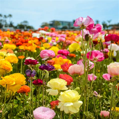 Flower Fields Carlsbad Ca Hours Best Flower Site