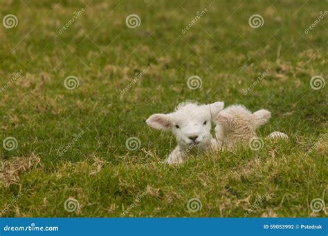 Two Newborn Lambs Resting On Grass Stock Photo Image Of Sheep Woolly