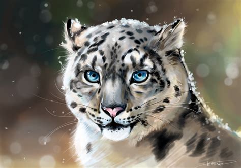 Snow Leopard By Himriot On Deviantart
