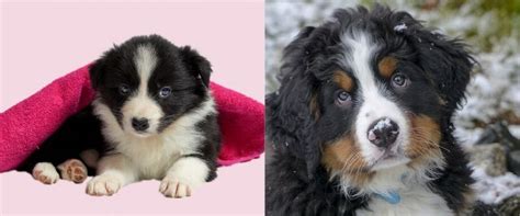 The Bernese Mountain Dog Border Collie Mix The Beautiful Bordernese