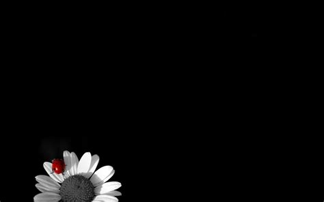 Black Daisy Flower Wallpapers Top Free Black Daisy Flower Backgrounds