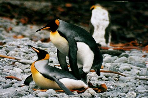 Why Are Penguins Sex Lives So Scandalous Atlas Obscura