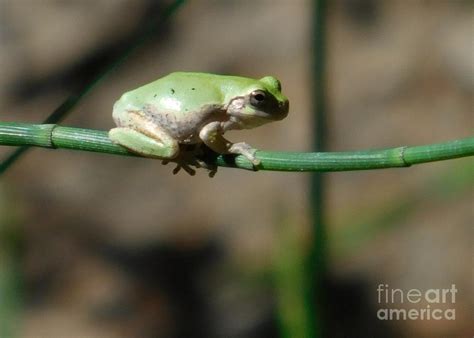 Creation By God Frog 2 Photograph By Karin Gandee Fine Art America