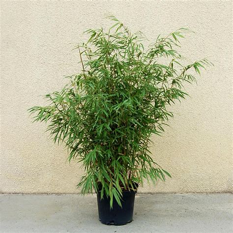 Bambou Fargesia Asian Wonder H Cm Pot De L