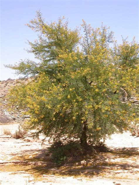 Texas Mesquite Tree Thorns Elissa Pettit