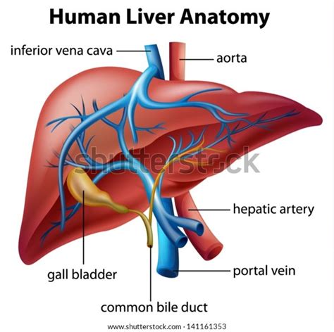 Ilustração Da Anatomia Hepática Humana Vetor Stock Livre De Direitos