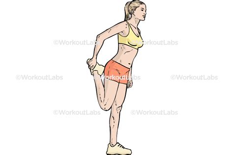 Standing Quadricep Stretch Workoutlabs Exercise Guide