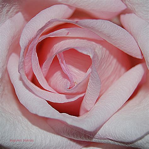 Cotton Candy Rose By Digiart Diaries By Vicky B Fuller