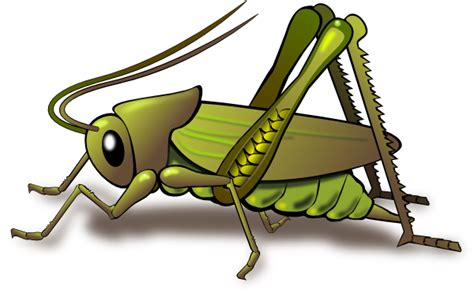 Cricket Clip Art At Vector Clip Art Online Royalty Free