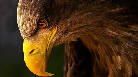 Galeri Golden Eagle 4k Wallpaper  Wallpaper