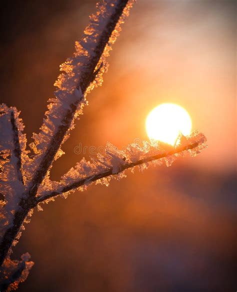 Sunrise On A Cold Winter Morning Branches Stock Photo Image Of Dawn