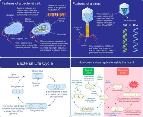 Bacterial Viruses Science Fest