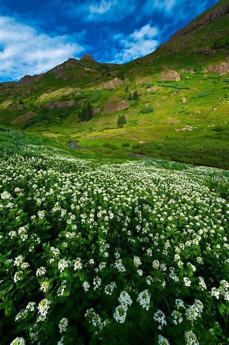 Wildflowers In Bloom In The San Juan Mountains Colorado Usa