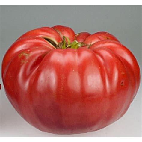 Giant Belgium Tomato Seeds Etsy