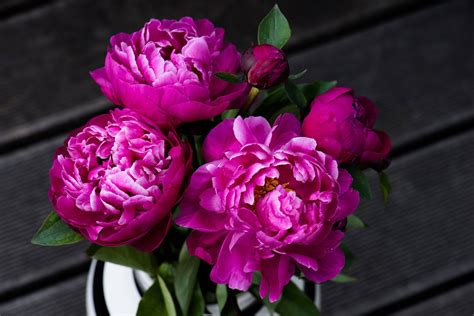 12 Surprising Facts All Peony Enthusiasts Should Know In 2021 Growing Peonies Planting